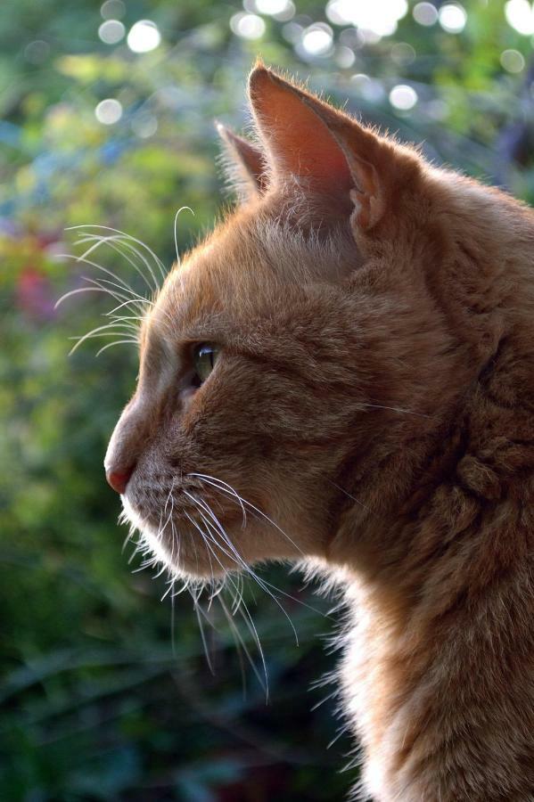 Le Chaton Rouge Saint-Pierre-du-Lorouër Dış mekan fotoğraf